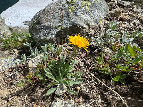 Erigeron aureus, photograph 6