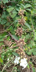Magnoliopsida