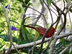 Cardinalis cardinalis