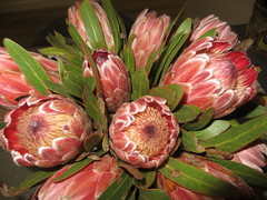Protea compacta × susannae