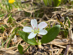 Claytonia lanceolata, photograph (c) Caleb Catto, some rights reserved (CC BY)