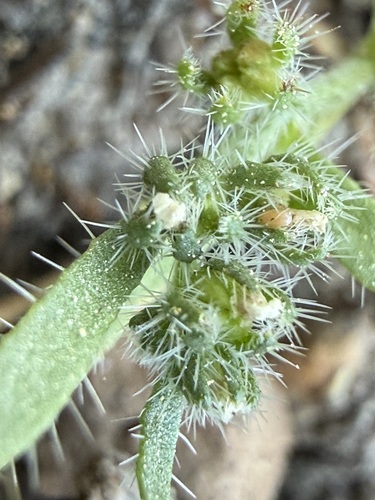 iNaturalist observation photo of Cynoglosseae