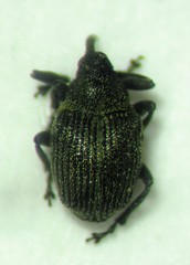 Ceutorhynchus typhae