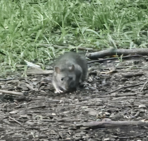 Rat photographed near here on 2026-07-11