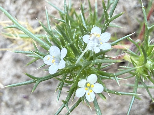 iNaturalist observation photo of needleleaf navarretia