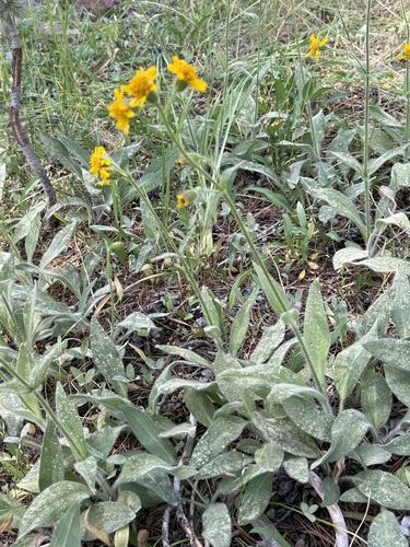 iNaturalist observation photo of hairy arnica