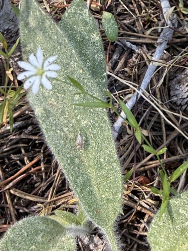 iNaturalist observation photo of Longstalk starwort