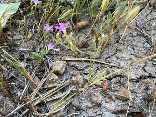 iNaturalist observation photo of Bridges' pincushionplant