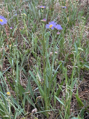 iNaturalist observation photo of western mountain aster