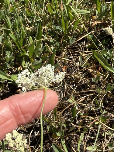 iNaturalist observation photo of yampahs