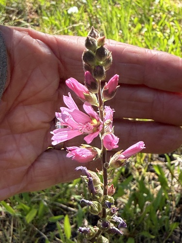 iNaturalist observation photo of Oregon Checker-mallow