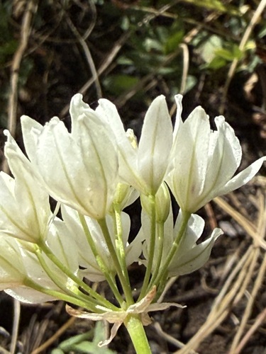 iNaturalist observation photo of white brodiaea