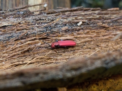 Cucujus cinnaberinus