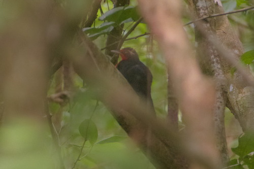 Rosy Thrush-tanager (Rhodinocichla rosea), photo 6