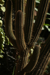 Cleistocactus