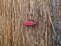 Cucujus cinnaberinus