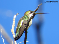 Heliomaster longirostris