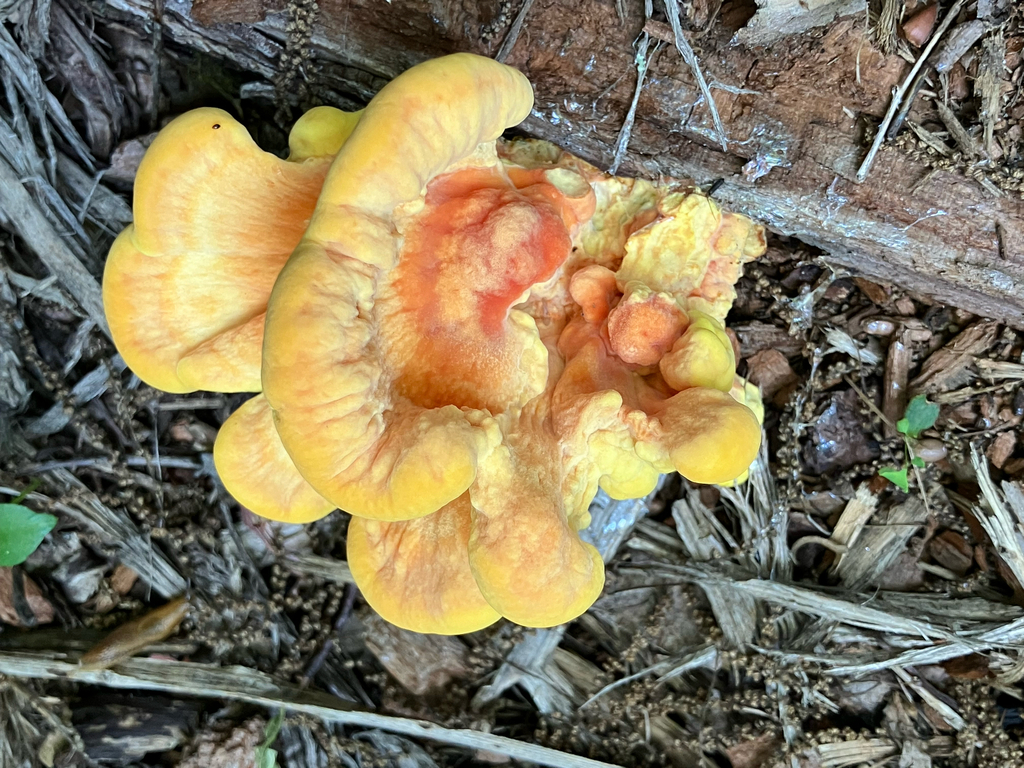chicken of the woods · July 2026 · photo: Photo: (c) Bryan Connolly, some rights reserved (CC BY) · iNaturalist
