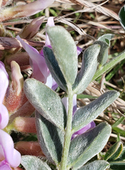 Astragalus shortianus