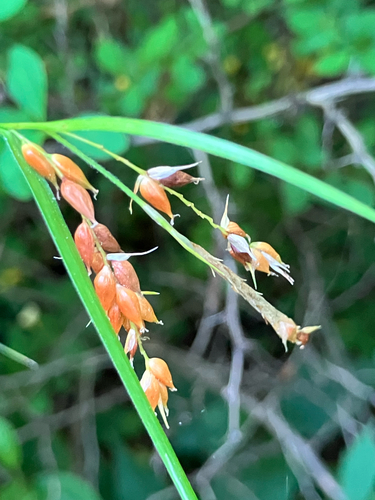 Carex davisii, photograph 3