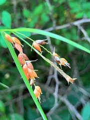 Carex davisii, photograph (c) Bryan Connolly, some rights reserved (CC BY)