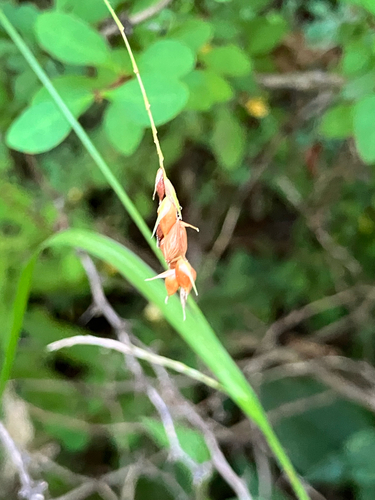 Carex davisii, photograph 2