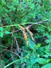 Carex davisii