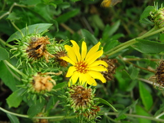 Grindelia pulchella