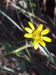 Asteraceae