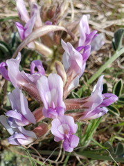 Astragalus shortianus