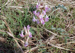 Astragalus shortianus