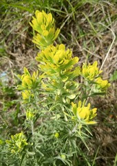 Castilleja citrina
