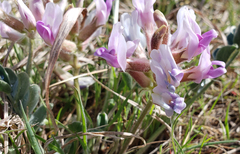 Astragalus shortianus