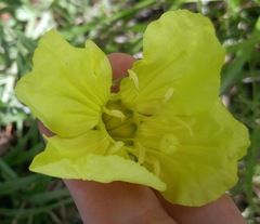 Calylophus