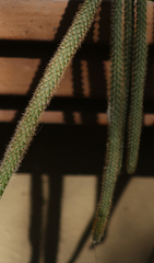 Aporocactus flagelliformis