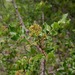 Prickly Ash - Photo (c) plectrudis, some rights reserved (CC BY-NC), uploaded by plectrudis