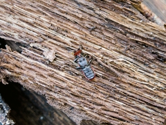 Cucujus cinnaberinus