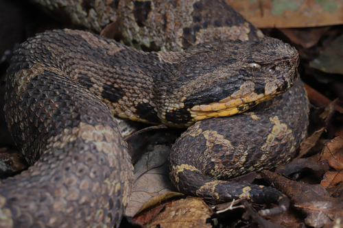 Photo of a Western Jumping Pitviper (Metlapilcoatlus occiduus)