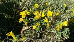 Chamaecytisus ratisbonensis