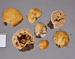 Descomyces