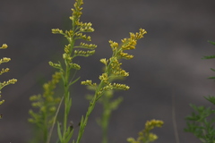 Solidago chilensis, photograph (c) Andrea Gantzer, some rights reserved (CC BY)