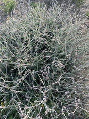 Eriogonum cinereum