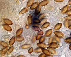 Descomyces