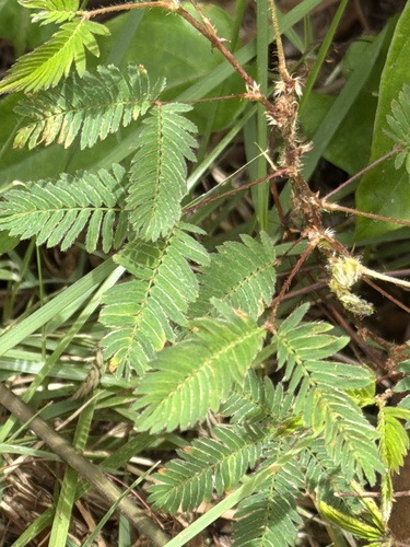 Mimosa pudica observed 2026-07-12