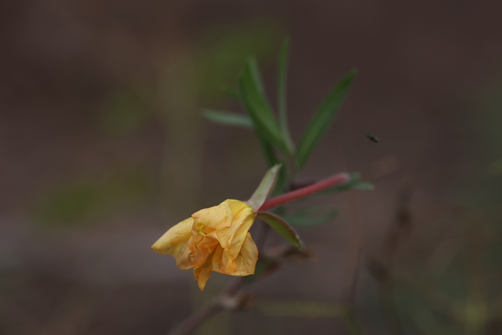 Oenothera affinis; photograph (c) Andrea Gantzer, some rights reserved (CC BY)