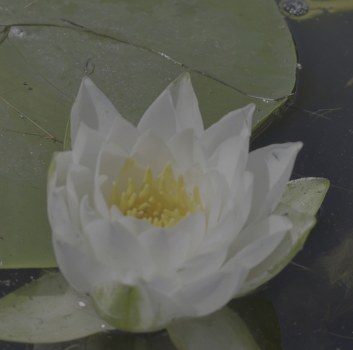 Nymphaea odorata