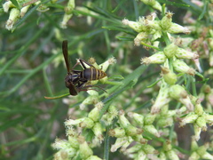 Polistes cinerascens