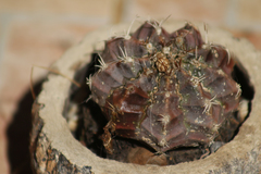 Gymnocalycium
