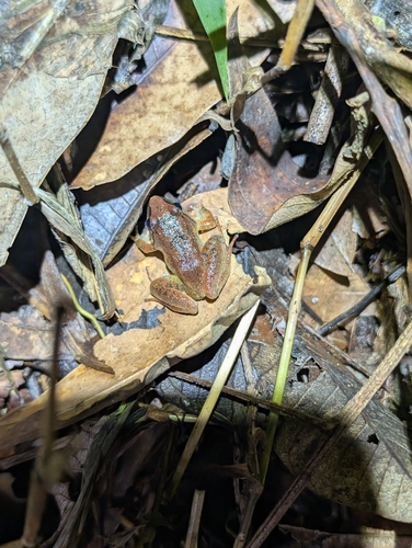 Limnonectes gyldenstolpei observed 2026-07-12