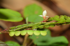 Pleurolobus gangeticus